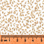 Awl-fruited Oval Sedge, Carex Seed