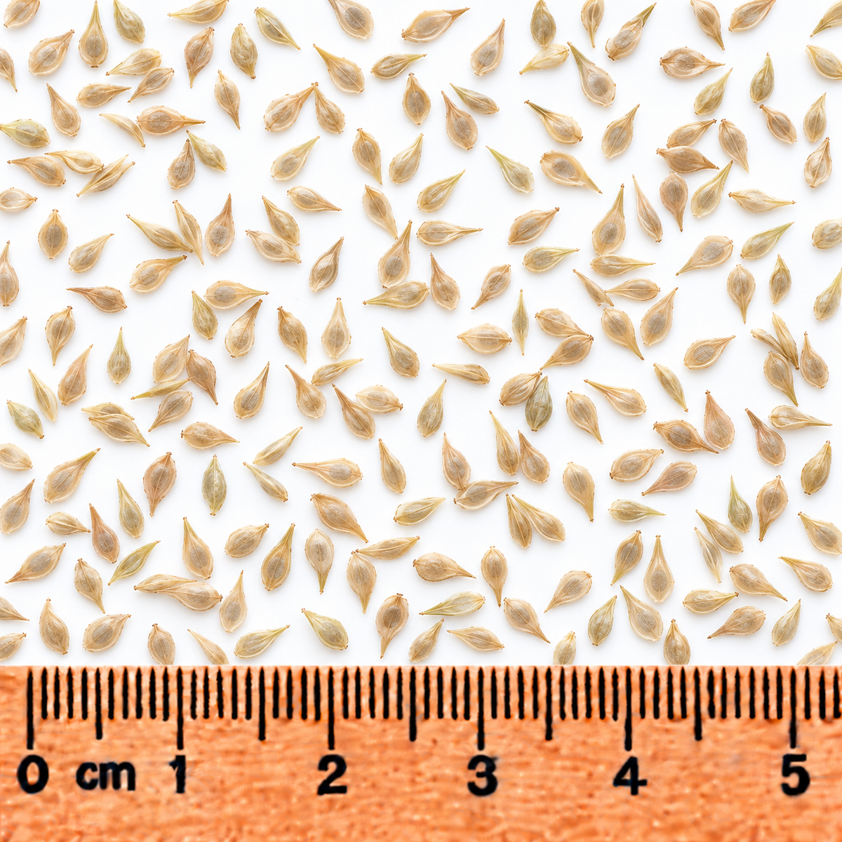 Awl-fruited Oval Sedge, Carex Seed