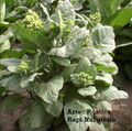 Aztec Rustica, Tobacco Seed