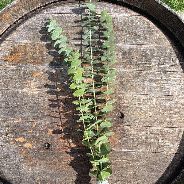 Baby Blue, Eucalyptus Seeds