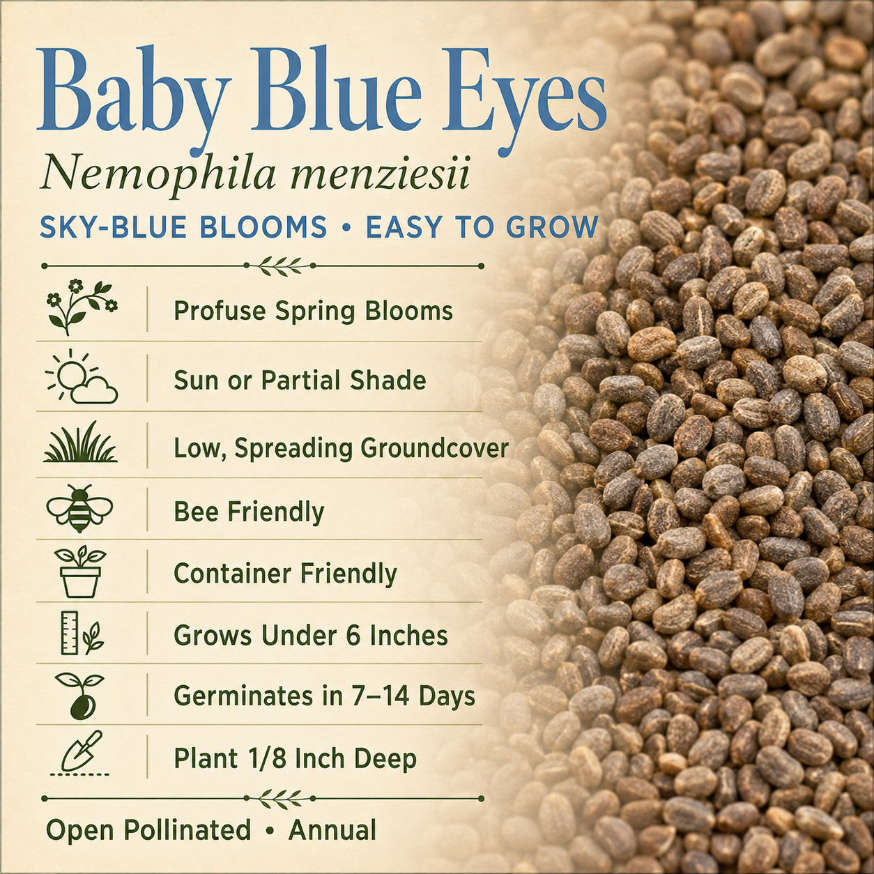 Baby Blue Eyes Nemophila growing attributes