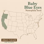 Baby Blue Eyes Nemophila native range