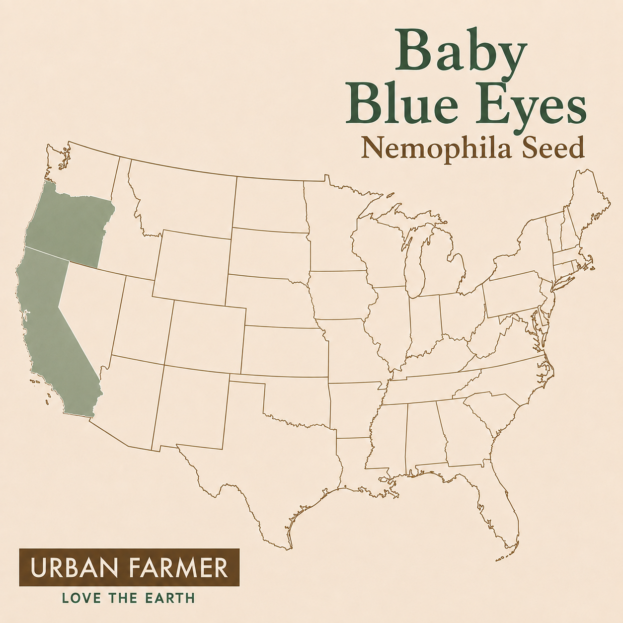 Baby Blue Eyes Nemophila native range