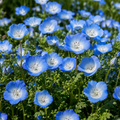Baby Blue Eyes Nemophila plant