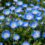 Baby Blue Eyes Nemophila plant