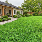 BabyClover™, Grass Seed