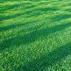 BabyClover™, Grass Seed