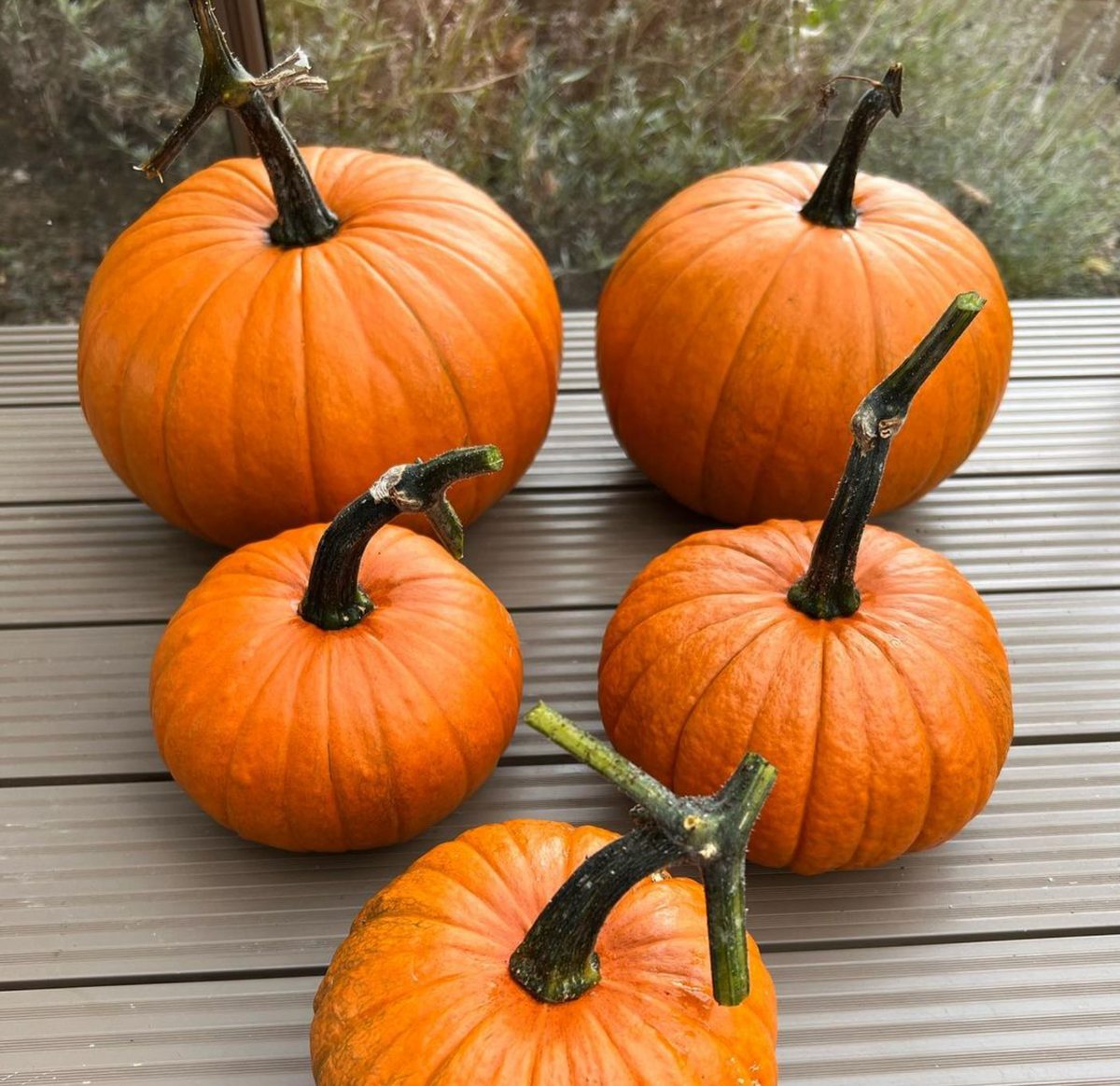 Baby Bear, (F1) Pumpkin Seeds