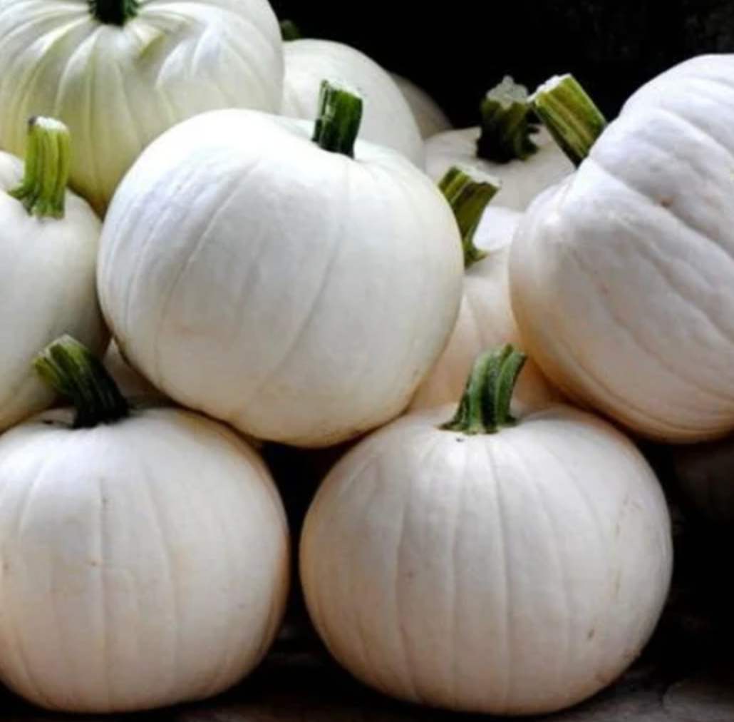 Baby Moon, (F1) Pumpkin Seeds