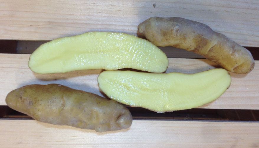 Banana Fingerling, Seed Potatoes