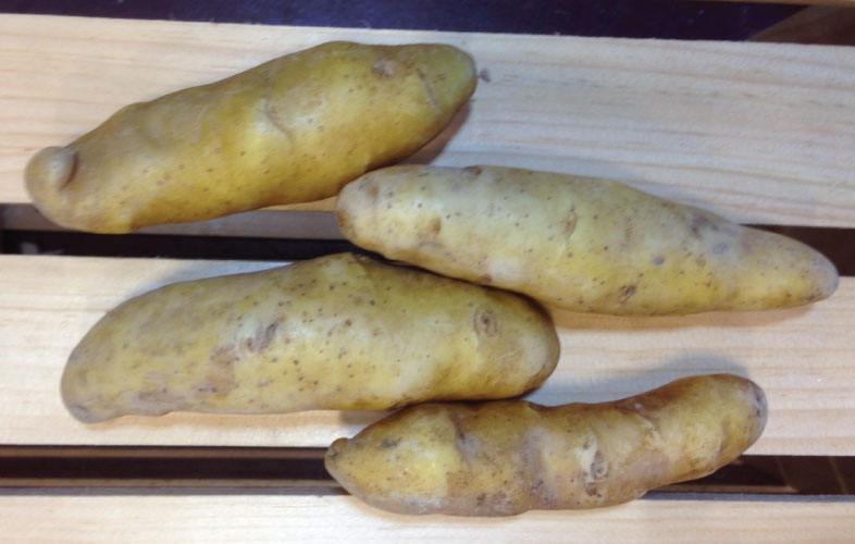 Banana Fingerling, Seed Potatoes