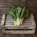 Barese, Swiss Chard Seeds