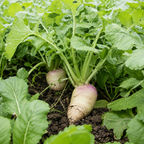 Barkant Turnip forage crop