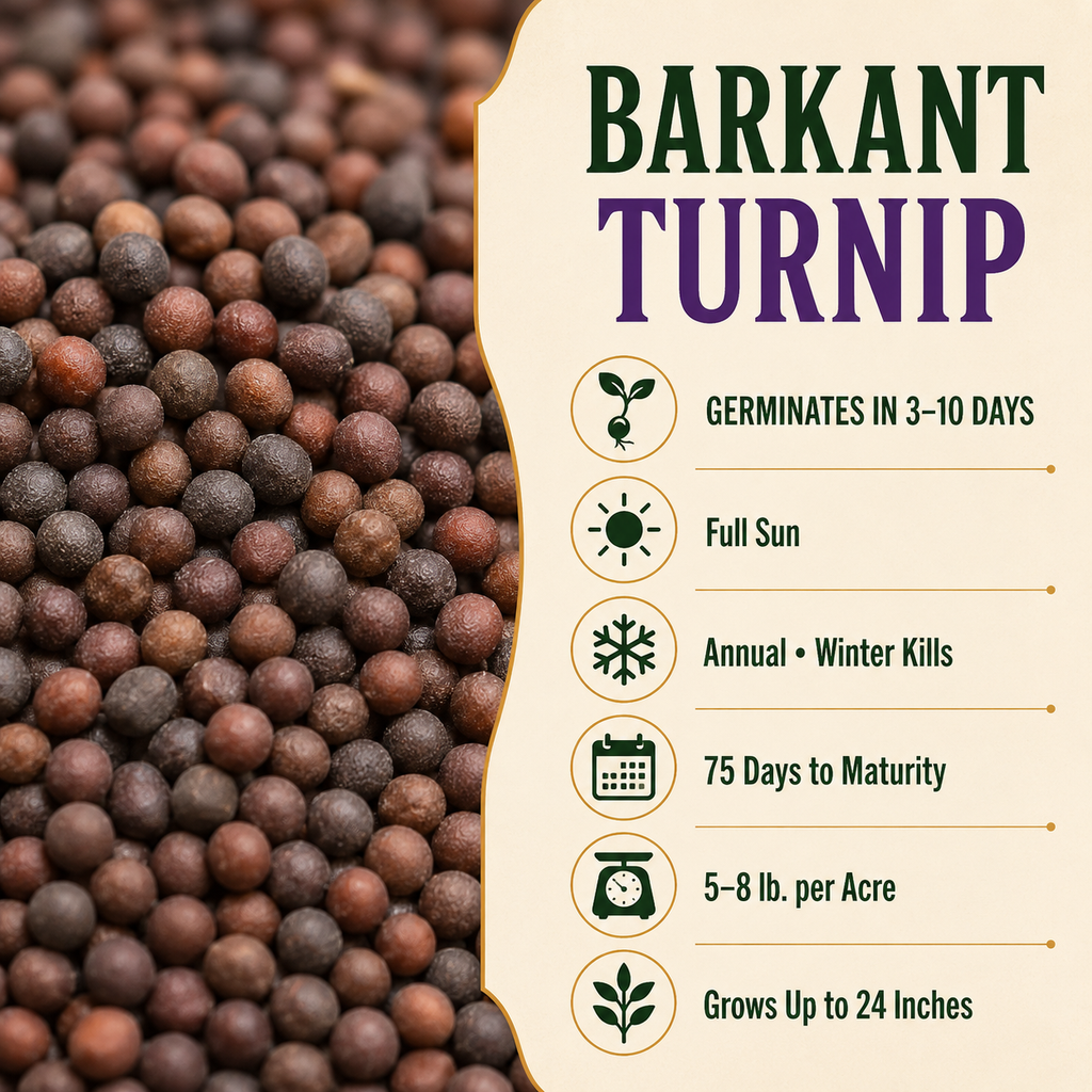 Barkant Turnip growing guide and seed
