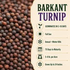 Barkant Turnip growing guide and seed