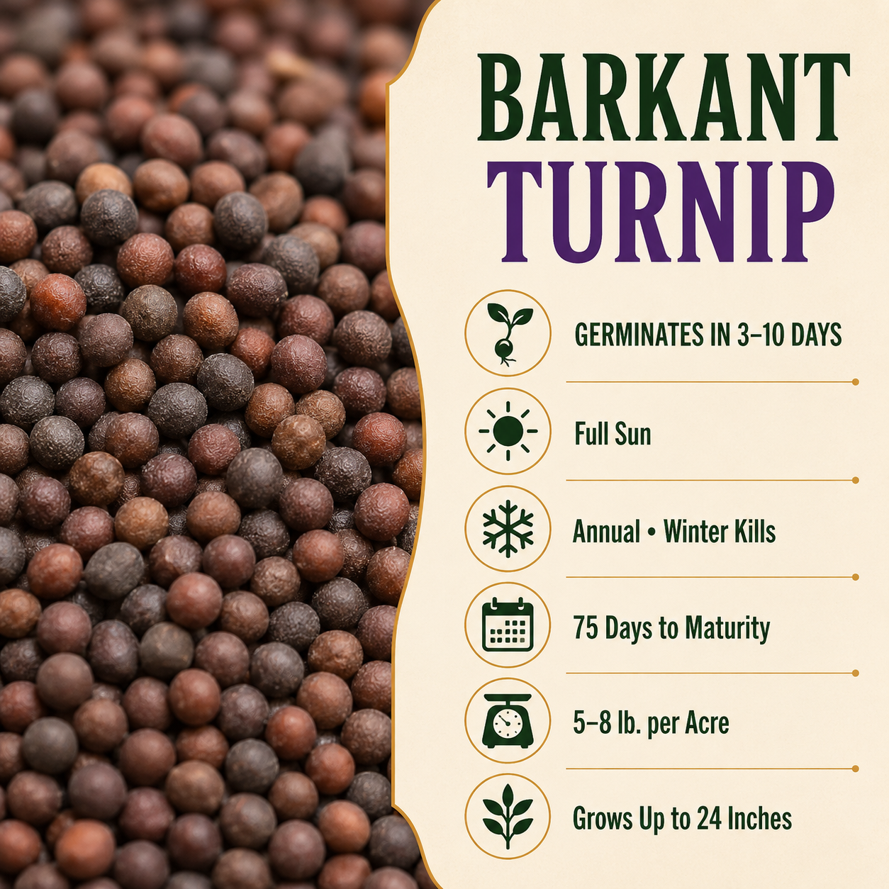Barkant Turnip growing guide and seed