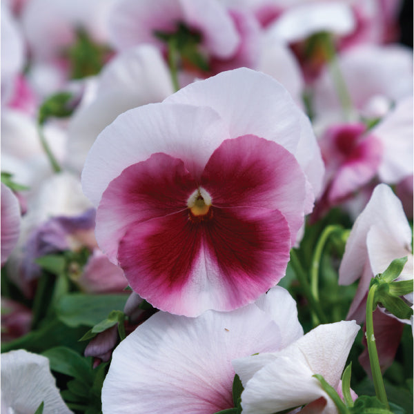 Beacon Rose Spring Grandio, (F1) Viola Seeds