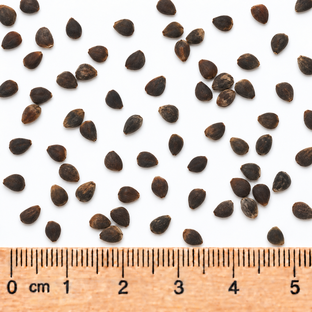 Bearsfoot, Polymnia Seed