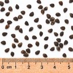 Bearsfoot, Polymnia Seed