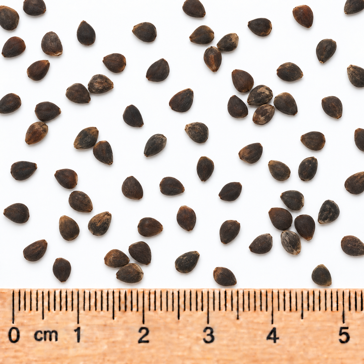 Bearsfoot, Polymnia Seed