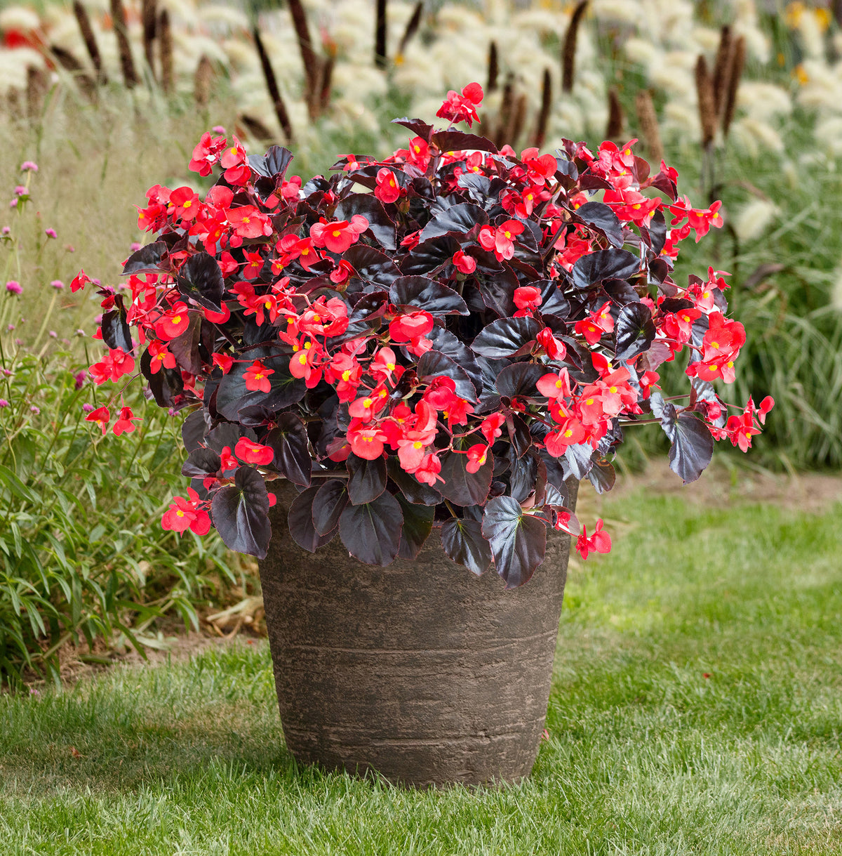Viking XL Red on Chocolate, Begonia Seeds
