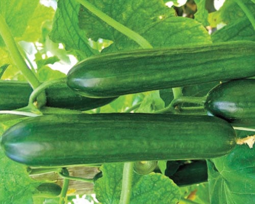Amiga Beit Alpha, (F1) Cucumber Seeds