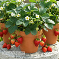 Beltran, (F1) Strawberry Seeds