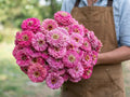 Benary's Giant Bright Pink, Zinnia Seeds