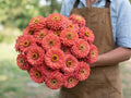 Benary's Giant Coral, Zinnia Seeds