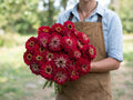 Benary's Giant Deep Red, Zinnia Seeds