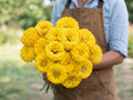 Benary's Giant Golden Yellow, Zinnia Seeds