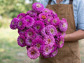 Benary's Giant Lilac, Zinnia Seeds