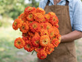 Benary's Giant Orange, Zinnia Seeds