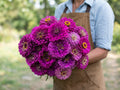Benary's Giant Purple, Zinnia Seeds