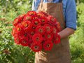 Benary's Giant Scarlet, Zinnia Seeds