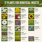 Beneficial Insectary Flower Chart