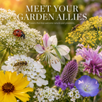 Beneficial Insectary Wildflower Seeds Garden