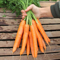 Bengala, (F1) Carrot Seeds