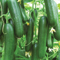 Bereket, (F1) Cucumber Seeds