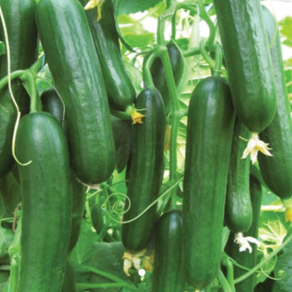 Bereket, (F1) Cucumber Seeds