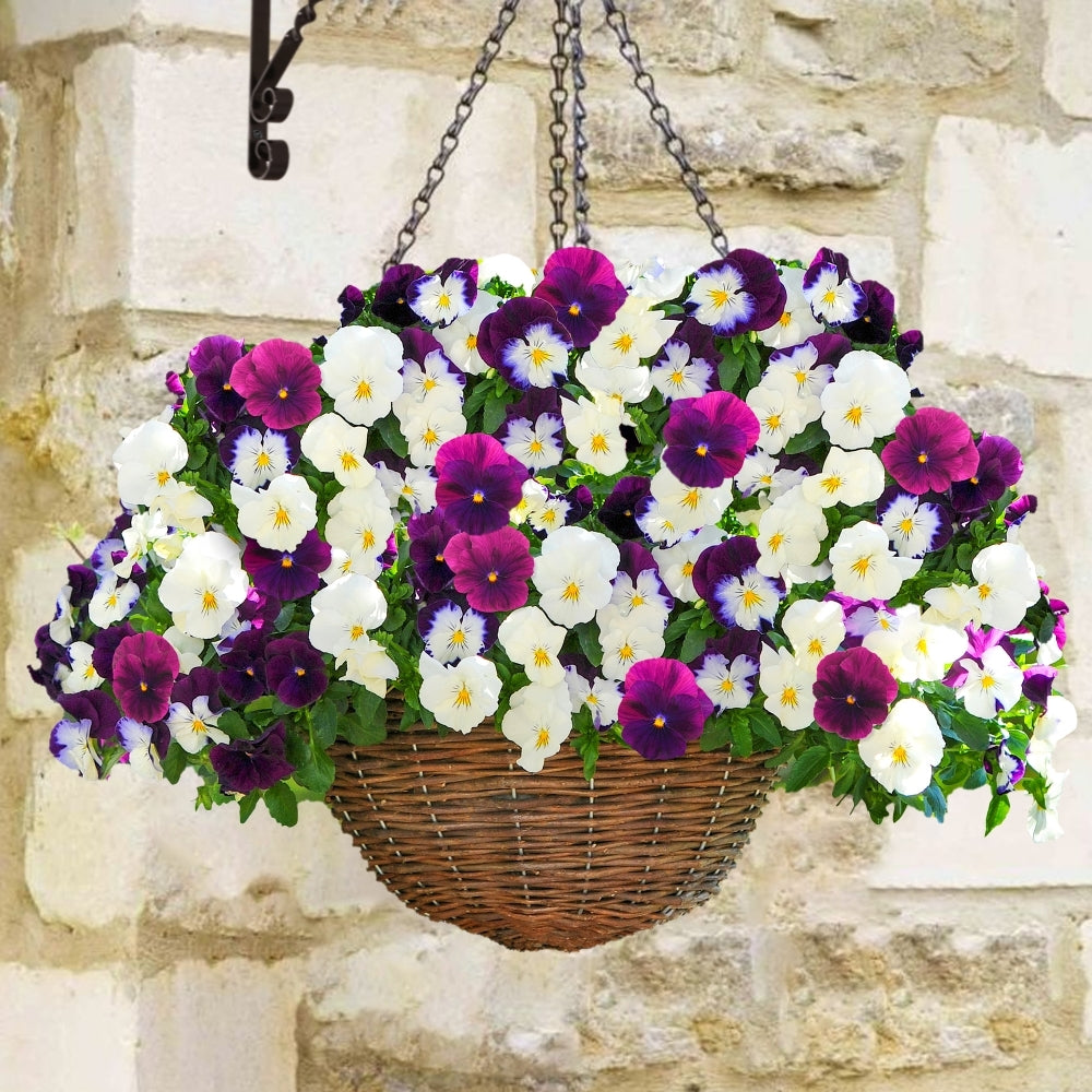 Berries N' Cream Mixture Cool Wave, (F1) Pansy Seeds