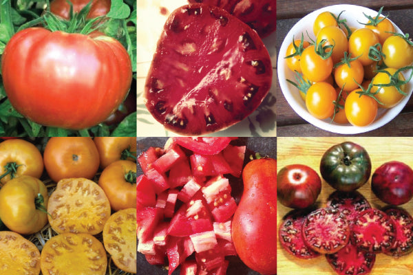 Best Tasting Collection, Tomato Seeds