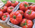Betty, (F1) Tomato Seeds