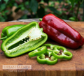 Big Bertha, (F1) Pepper Seeds