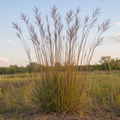Big Bluestem, Ornamental Grass Seed