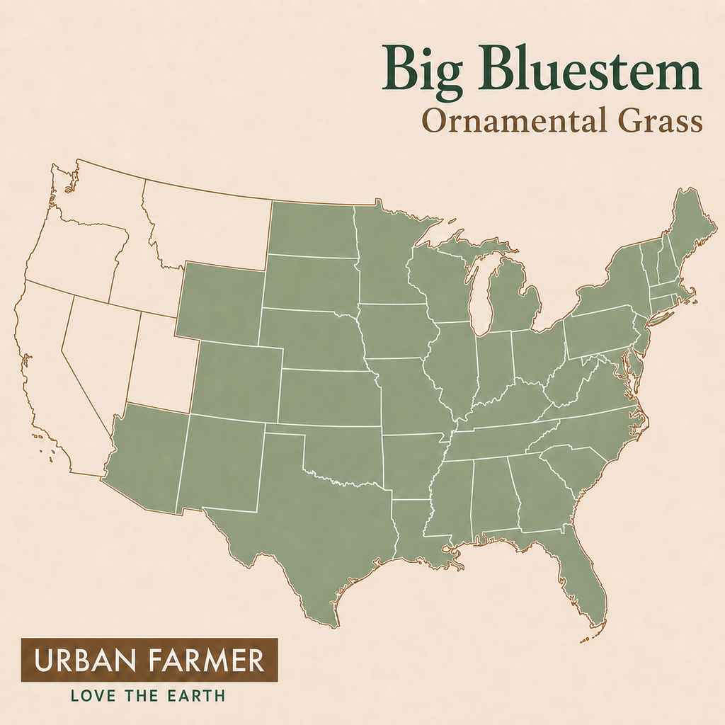 Big Bluestem, Ornamental Grass Seed