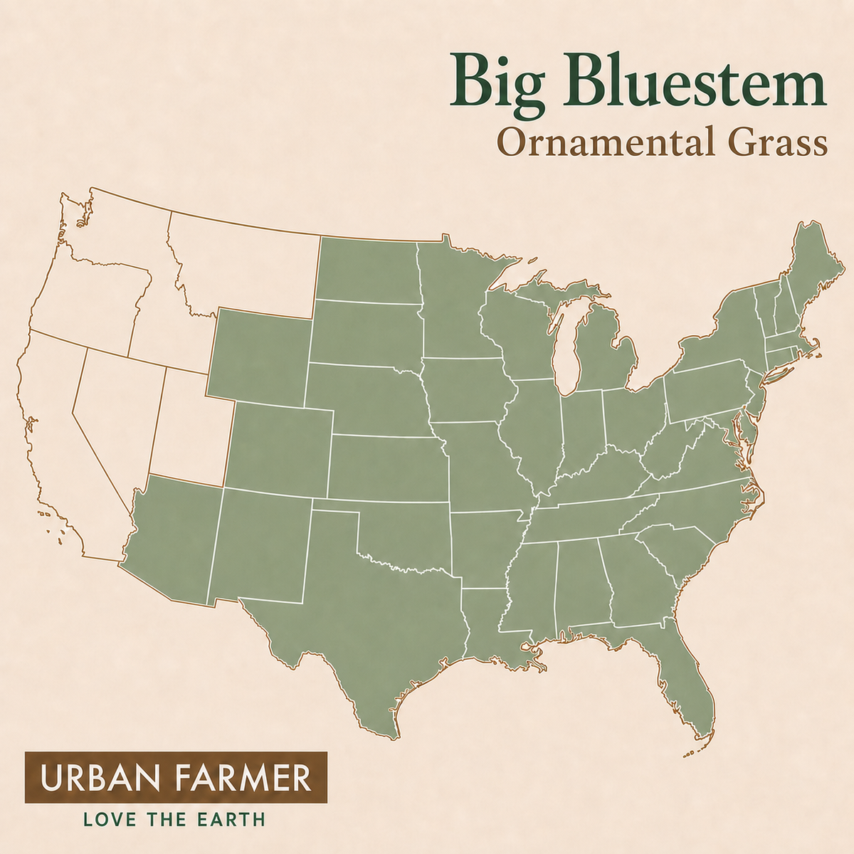 Big Bluestem, Ornamental Grass Seed