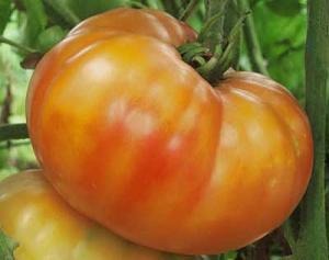 Big Rainbow, Tomato Seeds