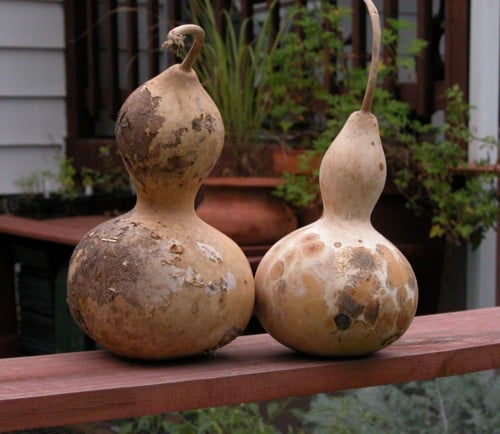 Birdhouse, Gourd Seeds