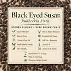 Rudbeckia Hirta, Black-Eyed Susan Seed
